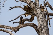 Our one and only leopard sighting this year in Etosha.  We have been lucky to see leopard every year that we have visited Etosha.